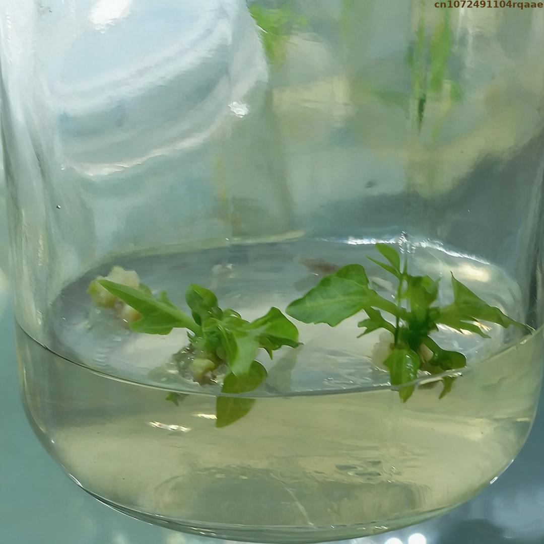 Premium Plant Tissue Culture A - огляд і ціна Agar Tissue Culture