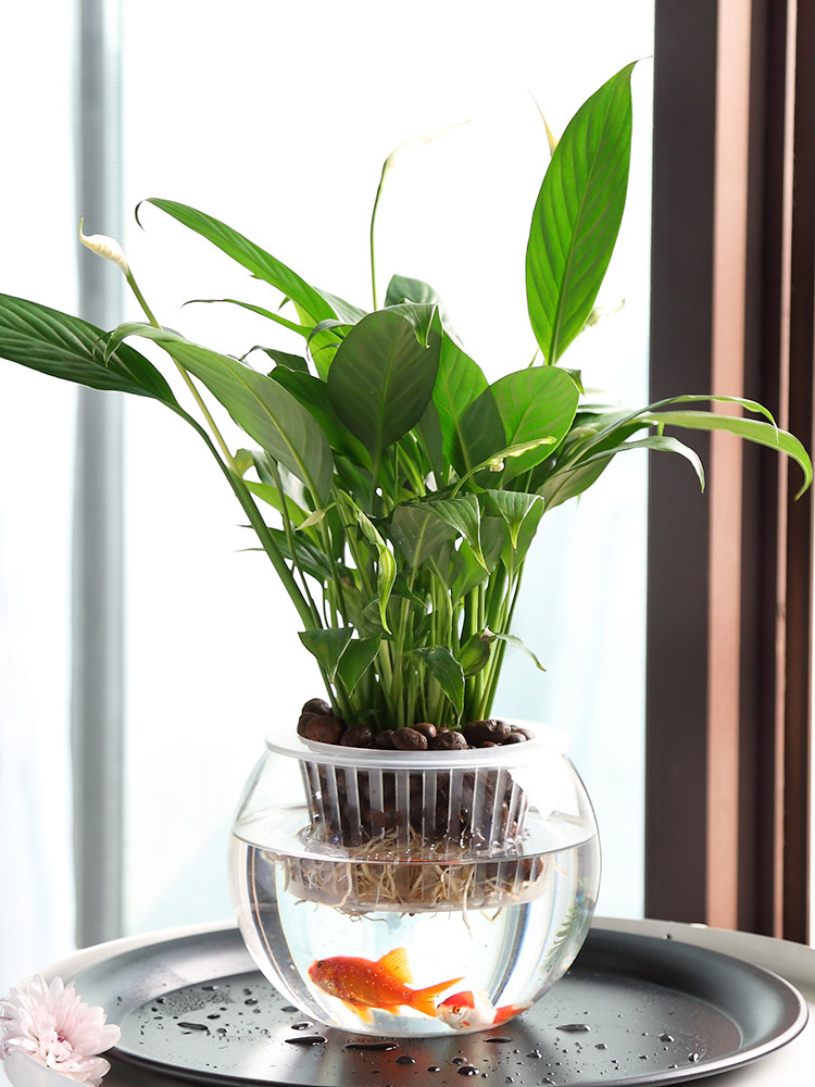 Hydroponic Glass Vase Glass Gr - огляд і ціна Propagation Station Vase